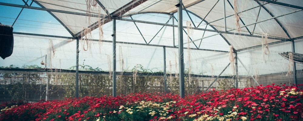 focus industrie floricole - article focus industrie floricole - article