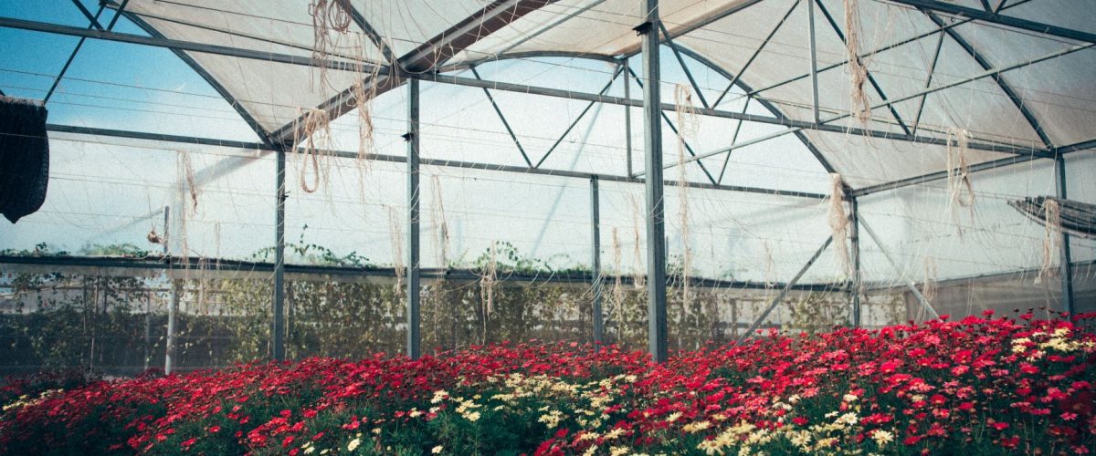 focus industrie floricole - article focus industrie floricole - article